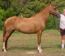 Pinto Paso Fino Pintado Spanish Jennet mares