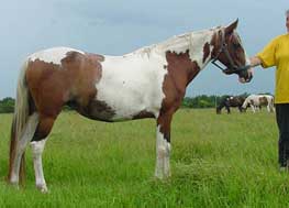 Pinto Paso Fino Pintado Spanish Jennet mares