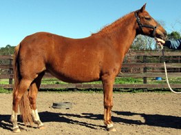 Paso Fino Mare