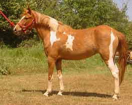Pinto Paso Fino Pintado Spanish Jennet mares