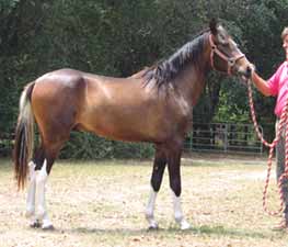 Homozygous Paso Fino Pintado Spanish Jennet colts