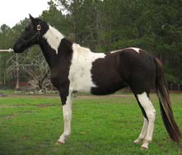 Pinto Paso Fino Pintado Spanish Jennet filly