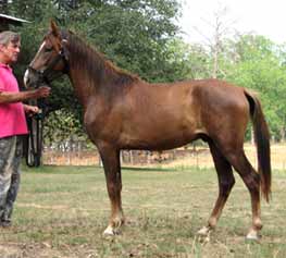 Paso Fino colt