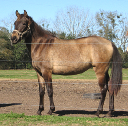 Dun Paso Fino Filly