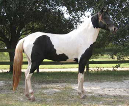 Black & white Paso Fino Pintado Spanish Jennet colts