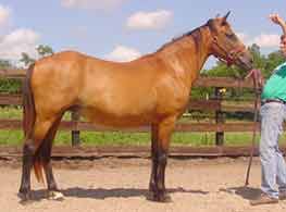 Paso Fino mare Hilachas daughter