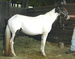 Pinto Paso Fino Pintado Spanish Jennet mares