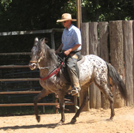 Atigrado Spanish Jennet Paso Tiger Horse