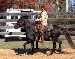 Black Paso Fino mare