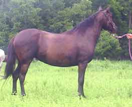 Black Paso Fino mare